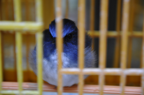 bird